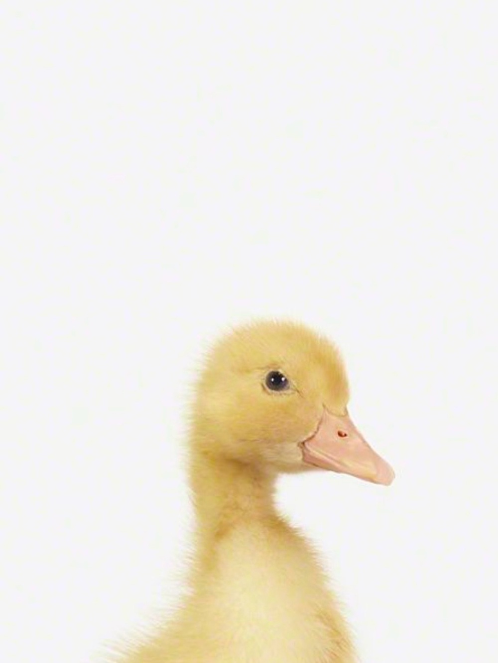 Baby Animals Yellow Duckling Photo Print